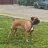 Almost 2 year old female intact Boerboel