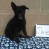 Reduced 16 Week Old Or 17 Week Old Blue Panda, Panda, Black, Sable, Bi-Color German Shepherd Puppies