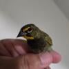 Yellow faced finch