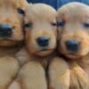 Boys, Boys,Boys Akc registered golden retrievers