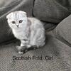 Scottish Kittens