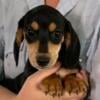 Miniature dachshund boy puppy, black and tan smooth coat boy, absolutely adorable.