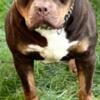 American xl bully stud (PROVEN)