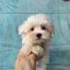 Luke purebred Maltese male born July 5th