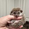 Baby hedgehogs African pygmy hedgehog