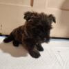 male Cairn Terrier puppy for sale