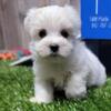 Pablo – Playful Male Maltese Puppy for a Loving Home | (325) 733-0339