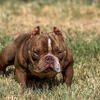 Micro male available 