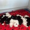 Old English Sheepdog Litter 2wks