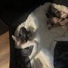 Sphynx and Elf kittens