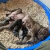 Cane Corso puppies