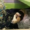 4 yr old male guinea pig looking to rehome