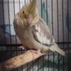 Handfed Cinnamon cockatiel