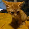 Free 8 week old kittens