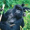 3 days Gorilla trekking Volcanoes National Park