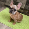 French bulldog female