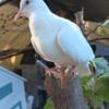 SWF Ringneck Dove needs loving home and mate.