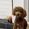 F1B Mini Goldendoodle Stud Service – Spring Hill, FL