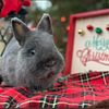 Loving Netherland dwarf bunny