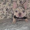 AKC Blue Collar Frenchie Male