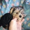 Abby's purebred Yorkie girl ready to go