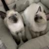 Females and Males Chocolate point  Siamese cat.