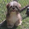 Lhasa apso  male puppy  akc