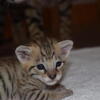 F5 SBT Savannah Kittens