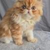 Pure Persian Kitten For New Home