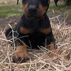 Westcoast Doberman and Golden Retriever