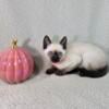 Illinois Siamese kittens Ready October 2024- Seal point kittens - Call or E-mail