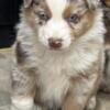 Registered Australian shepherd pups