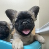 FLUFFY FRENCH BULLDOG!