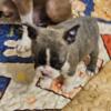 Boston Terrier Puppies 