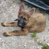 Short Coat Black Sable German Shepherds