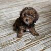 DACHSHUND/CAVAPOO PUPPIES FOR SALE