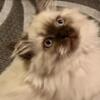 Ragdolls Folds Persians Munchkins Bobtails