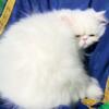 CFA registered beautiful White  Dollface Persian Male available