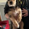 Beautiful Affectionate boy Shih tzu Im looking for a new home