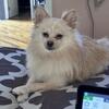 1 year old female Pomeranian