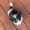 Shihtzu females 12 weeks old.