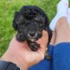 Cute little Toy poodle puppies