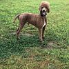 Akc/Ckc POODLE STUD SERVICES