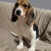 Beagle pup male