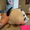 Fully Pedigreed Mini Rex