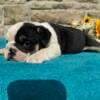 AKC English bulldog pups