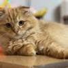 Scottish fold kittens