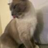 Need gone asap Alice the blue point siamese snowshoe mix Obo