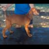 Redbone Coonhound