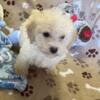 Toy poodle Babies CKC